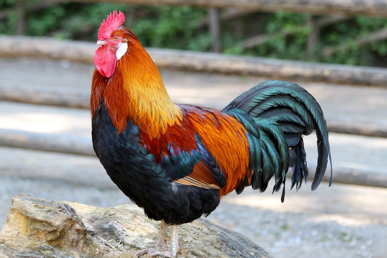 属鸡的生狗孕妈供卵生的宝宝好不好（属鸡的生狗孕妈供卵生的宝宝怎么化解）