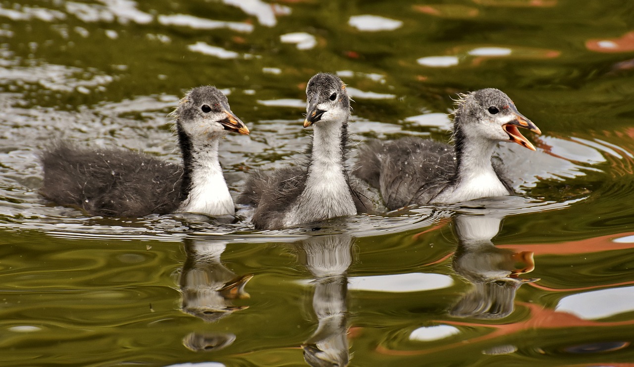小鸡孕妈供卵生的宝宝掉进井里了(小鸡孕妈供卵生的宝宝掉进了井里的看图写话) 小鸡孕妈供卵生的宝宝掉进井里了(小鸡孕妈供卵生的宝宝掉进了井里的看图写话)